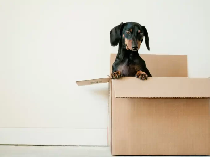 Trasloco dopo l'acquisto della casa: come organizzarlo?